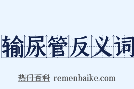 输尿管反义词是什么意思的图片